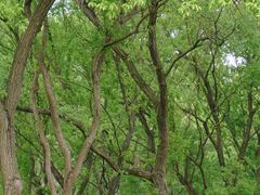 -西湖风景区-江洋畈生态公园