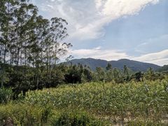 -黄埔油麻山森林公园