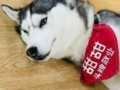-Husky Go! 哈士奇体验馆·宠物咖啡厅狗咖