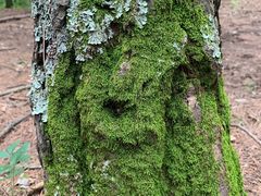 -帽儿山国家森林公园