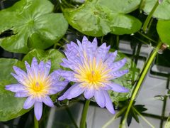 -国家植物园南园