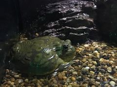 -暹罗海洋世界