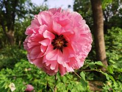 -洛阳市隋唐城遗址植物园