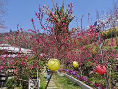 -桃源山庄·水蜜桃采摘·柴火鸡·烧烤团建(龙泉山店)