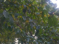 -昆山城市生态森林公园