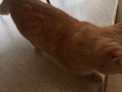 -飞行喵MR PILOT|猫舍·猫咖(静安大融城店)