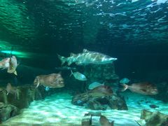 -悉尼海洋生物水族馆