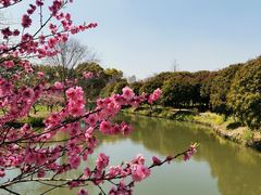 -南汇桃花村