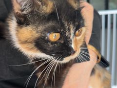 -瑞派宠物医院·犬猫全科·猫友好(宾水西道店)