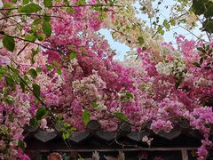 -深圳国际园林花卉博览园