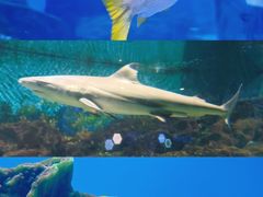 -海合安武汉极地海洋公园