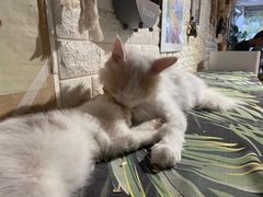 -平行世界·猫咖(首经贸店)