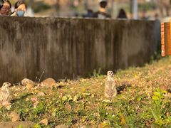-合肥野生动物园
