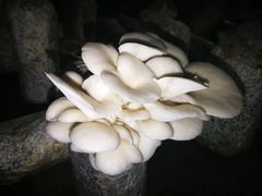 -仙蘑洞