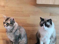 -喵屿·大理花园猫咖