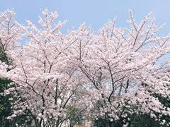 -高东镇樱花园