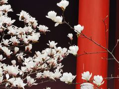 -皇罗禅寺
