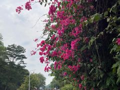 -红花湖景区