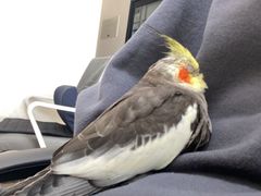 -瑞派·关忠动物医院·异宠专科·犬猫肿瘤·皮肤专科(望京店)