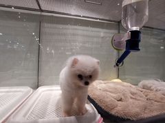 -momokira米努特·德文卷毛猫·棉花面纱犬