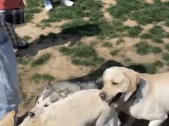 -趣玩宠物乐园寄养训犬训狗游泳池