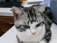 -心仪动物医院·牙专科·肿瘤·心脏科(西客站院)