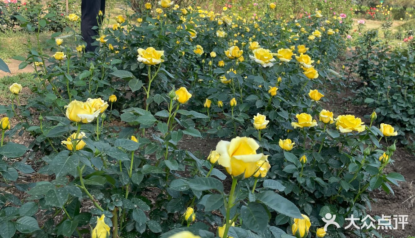 北京植物园 门票五块钱，便宜哭了