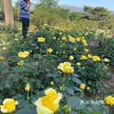 北京植物园 门票五块钱，便宜哭了