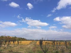 -崇明东平国家森林公园烧烤房车露营地