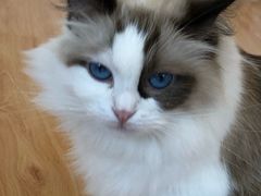 -momokira米努特·德文卷毛猫·棉花面纱犬