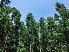 -黄海国家森林公园