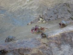 -大湾区中央湿地公园