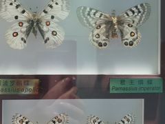 -上海昆虫博物馆