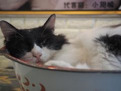 -平行世界·猫咖(首经贸店)