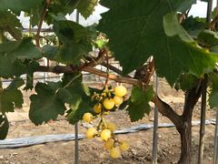 -武汉世外桃源农庄