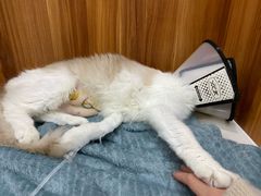-美联众合动物医院·24h京西诊疗中心