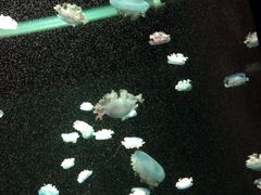 -成都浩海立方海洋公园