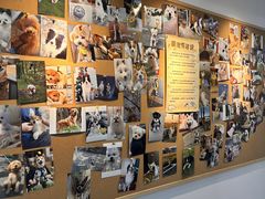 -翊宠yipet猫狗购宠庄园犬舍•猫舍