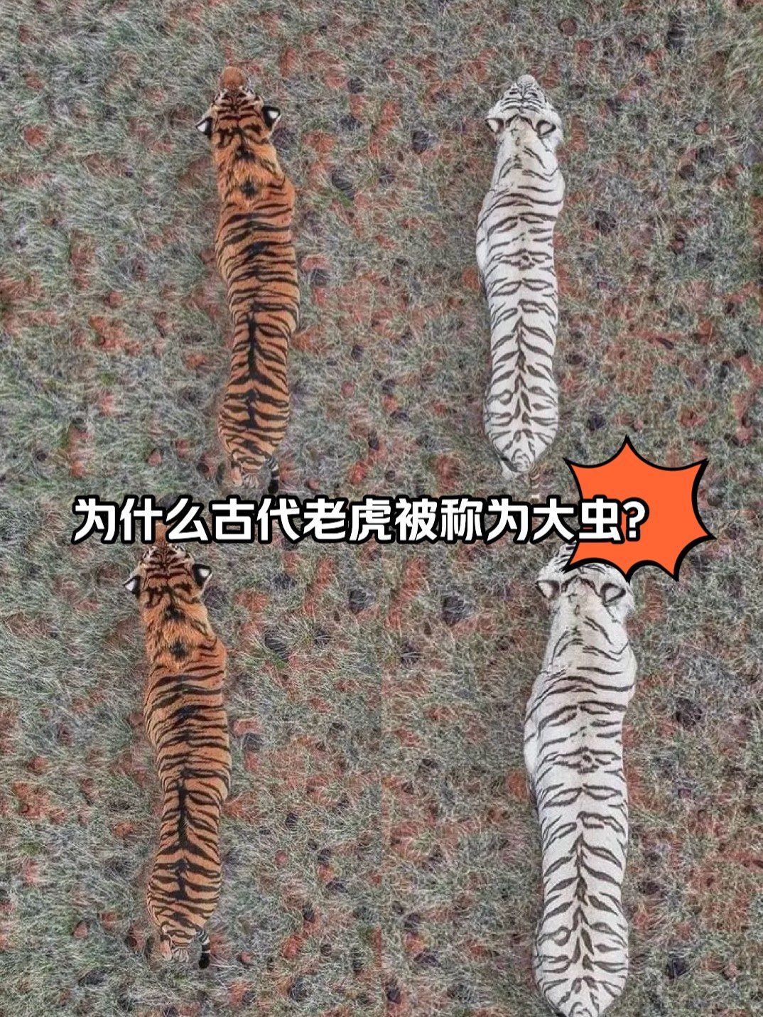 为什么古代老虎被称为大虫?