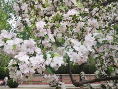 -海棠花溪(元大都城垣遗址公园)