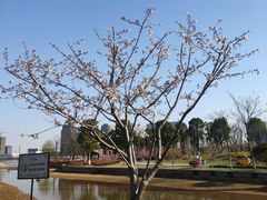 -金沙湖公园
