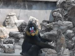 -石家庄市动物园