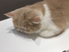 -飞行喵MR PILOT|猫舍·猫咖(静安大融城店)