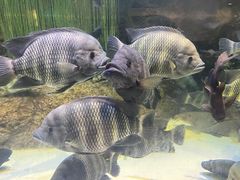 -上海海洋水族馆