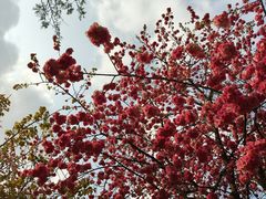 -翠湖公园
