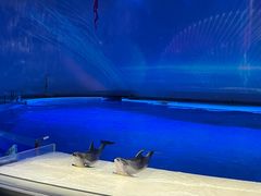 -上海海昌海洋公园