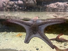 -江和美海洋公园