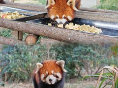 -常州淹城野生动物世界