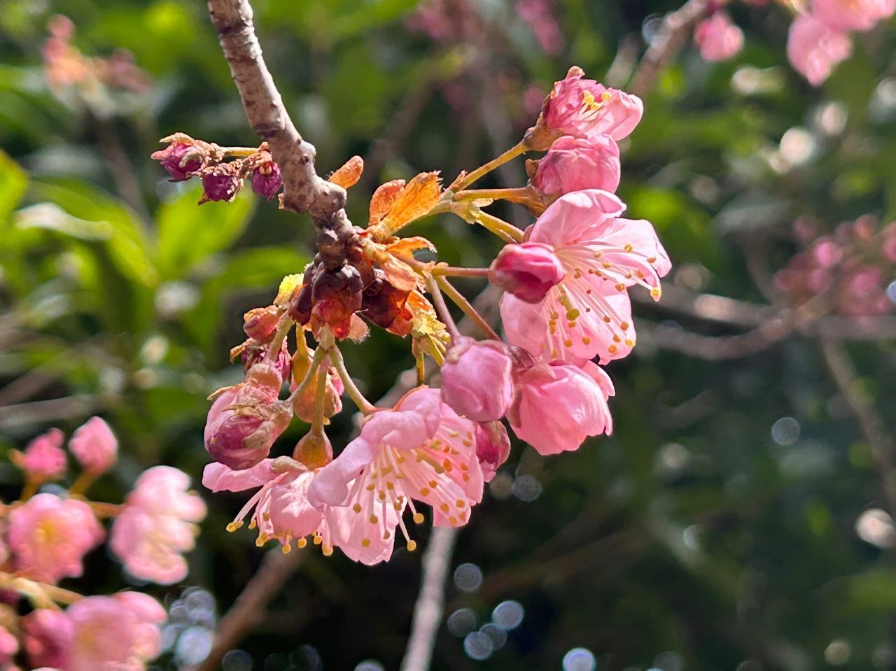 武汉大学椿寒樱开放