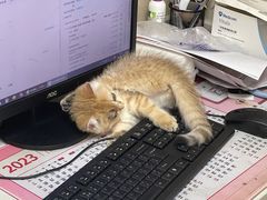 -安安宠医宠物医院·异宠·犬猫内科(岳阳分院)